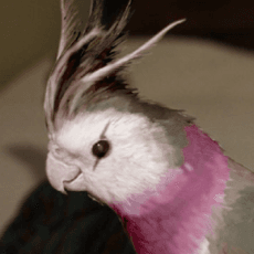 Manpuku Dou