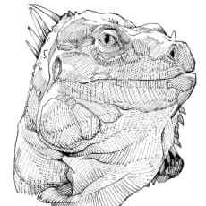 Gado