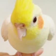 Lu YaAi
