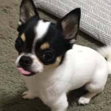 Maki Kochiko