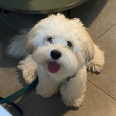 Gugu