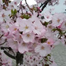 Tsuki
