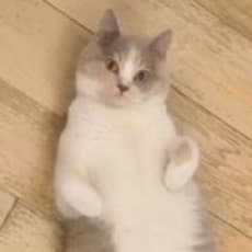 ceci