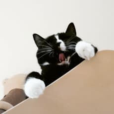 Maro