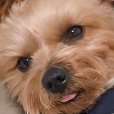 Inu Heco