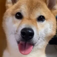 Shibatora