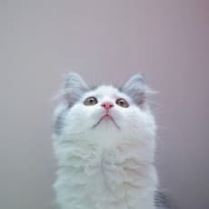 Duri
