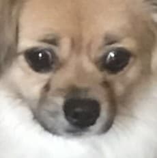Biti