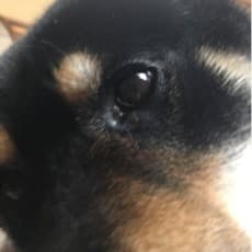 Butai Shibainu
